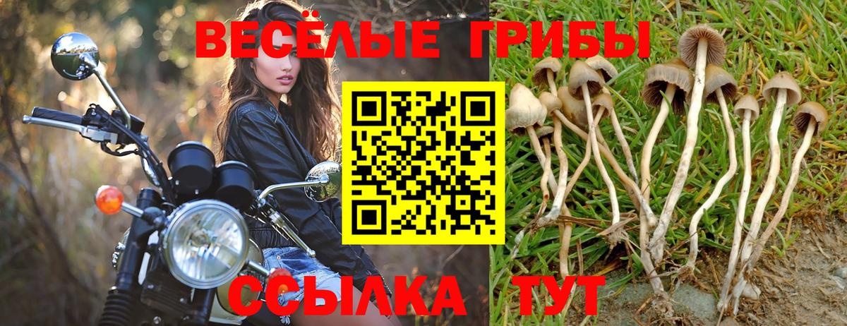 купить  сайты  Вход с VPN  Гусь-Хрустальный  Галлюциногенные грибы Psilocybe 